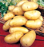 Tạo củ khoai tây giống nhỏ như hạt đỗ
