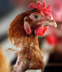 Xác nhận một trường hợp cúm H5N1 truyền từ người sang người