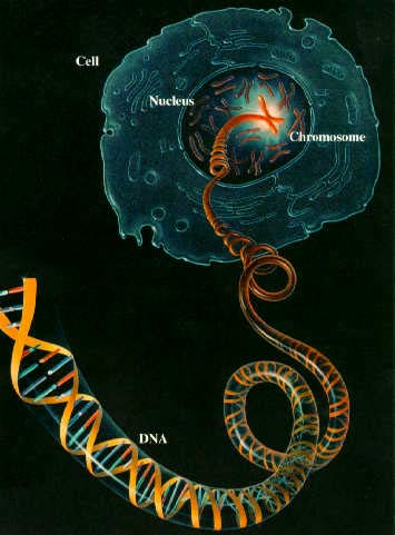 Điều phức tạp mới được phát hiện trong hệ gien người