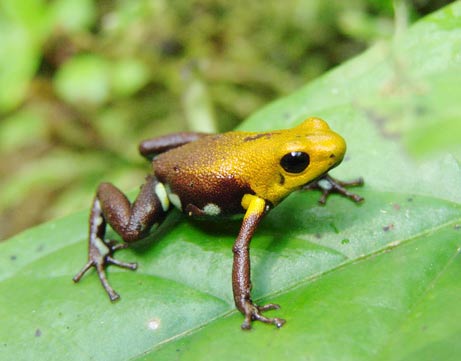 Colombia: Phát hiện một loài ếch vàng mới