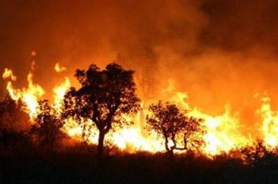 Cháy rừng ở Algeria