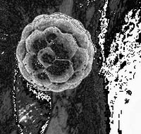 Vẻ bề ngoài có thể nhận dạng được phôi bào gốc