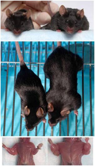 “Những con chuột phi thường” được làm cho phi thường hơn