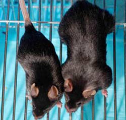“Những con chuột phi thường” được làm cho phi thường hơn
