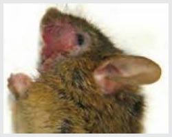 Chuột cung cấp nhiều đầu mối quan trọng cho chứng rối loạn ám ảnh bắt buộc