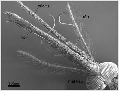 Phát hiện mới về khứu giác của muỗi Anopheles