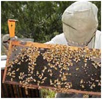 Mỹ: Nguyên nhân gây mất tích hàng loạt ong do virus