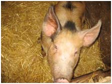 Đài Loan phát triển giống lợn biến đổi gien chuyên ăn cỏ