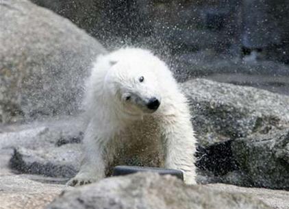 2/3 gấu Bắc Cực sẽ biến mất