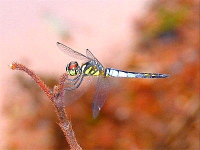 Phát hiện thêm bốn loài chuồn chuồn chưa từng biết đến