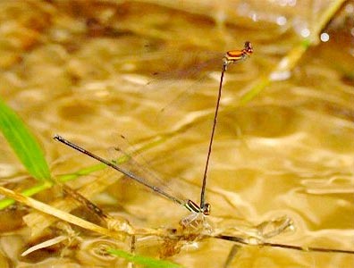 Phát hiện thêm bốn loài chuồn chuồn chưa từng biết đến
