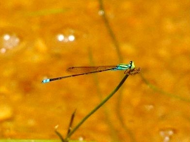 Phát hiện thêm bốn loài chuồn chuồn chưa từng biết đến