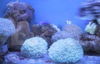 Đà Nẵng: Bảo tồn rạn san hô, hệ sinh thái vùng biển
