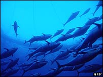 EU cấm đánh bắt cá ngừ đến hết năm 2007