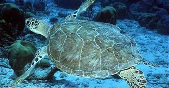 Hé lộ nơi ẩn náu bí mật của rùa biển