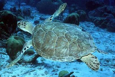 Hé lộ nơi ẩn náu bí mật của rùa biển