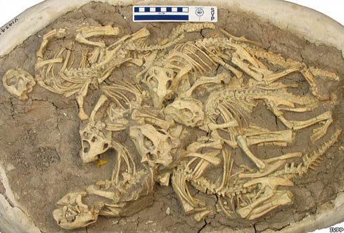 Tìm thấy 6 "bé" khủng long ở Trung Quốc