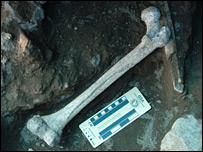 Phát hiện xương hóa thạch loài di cư từ châu Phi sang châu Âu