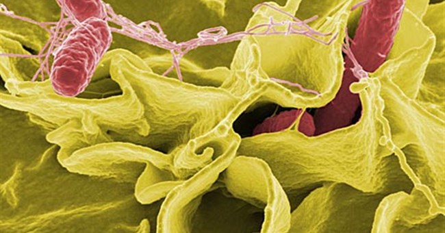 Vi khuẩn độc hơn khi bay vào vũ trụ