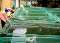 Gương mặt nhà khoa học: Nữ tiến sĩ “cá heo”