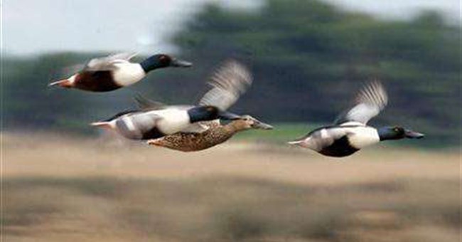 Chim di cư có thể "nhìn thấy" từ trường trái đất