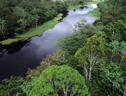 Rừng Amazon tươi xanh hơn khi nắng hạn!
