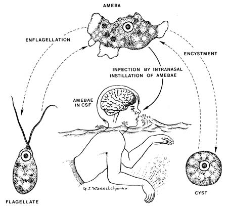 Xuất hiện Amip ăn não người