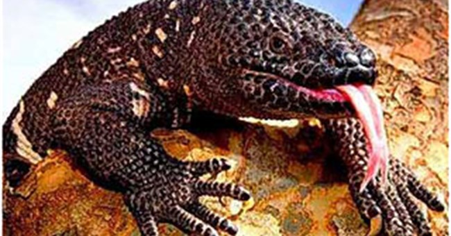 Trị bệnh tiểu đường bằng… nước bọt thằn lằn
