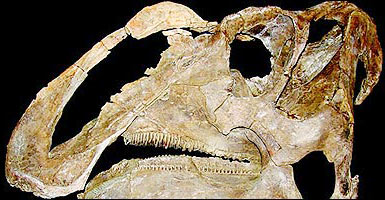 Phát hiện khủng long mỏ vịt với 800 chiếc răng
