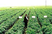 Thái Bình: Bảo quản khoai tây giống bằng kho lạnh mang lại hiệu quả kinh tế cao