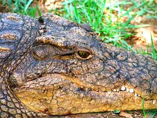 Nước mắt cá sấu giúp tiêu hóa thức ăn