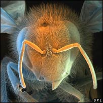Voi còn sợ ong hơn sợ chuột