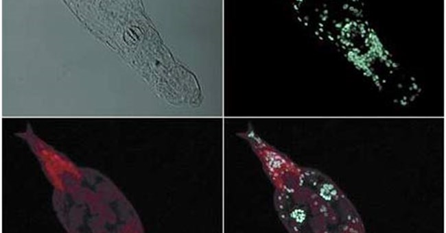 Loài vật nhịn sex... 40 triệu năm