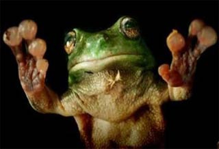 Băng keo “chân ếch” dùng nhiều lần
