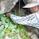 Núi đá vôi Kiên Giang - vốn quí về đa dạng sinh học