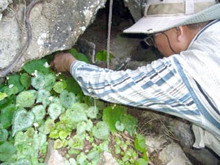 Núi đá vôi Kiên Giang - vốn quí về đa dạng sinh học