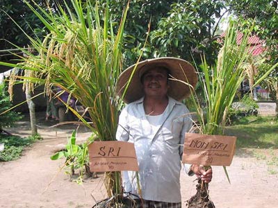 Trồng lúa khô giàu chất dinh dưỡng thay lúa nước