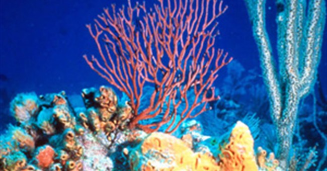 Ánh trăng khơi mào tình dục ở san hô