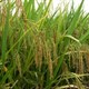 Nhiên liệu sinh học đe doạ an ninh lương thực