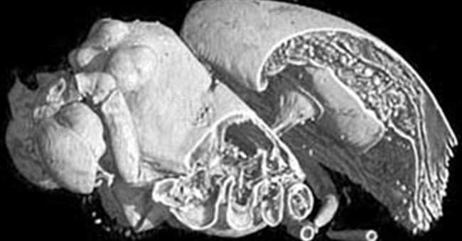 Làm sống lại loài nhện thời cổ đại