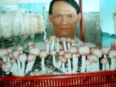 Phát hiện loài nấm mới có hàm lượng đạm cao