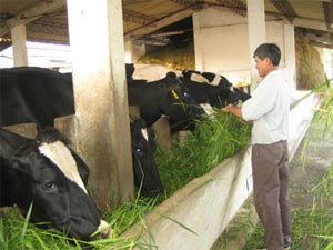 Công nghệ nuôi bò sữa: Cần đồng cỏ và nước sạch!