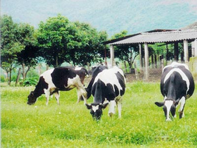 Công nghệ nuôi bò sữa: Cần đồng cỏ và nước sạch!