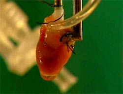 Lão hóa làm tim giảm khối lượng, bơm máu yếu