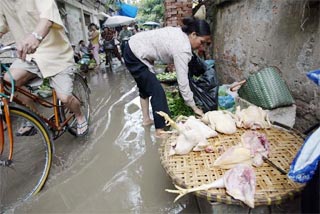 Miền Trung: Nước lũ đe dọa phát tán cúm gia cầm