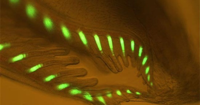 Tìm thấy sinh vật giống cá phát quang trong bóng tối