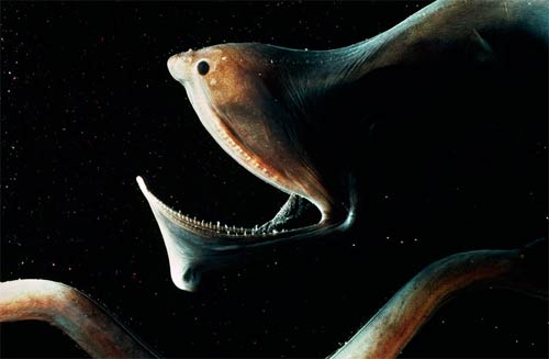 Những sinh vật kỳ lạ dưới biển