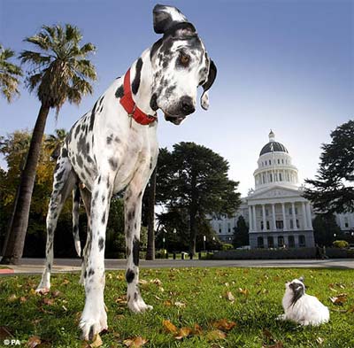 Cuộc hội ngộ của chú chó cao nhất và nhỏ nhất thế giới