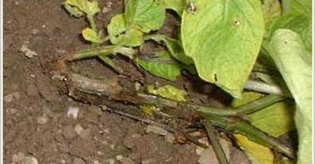 Chữa bệnh thối cây ở khoai tây bằng phương pháp mới