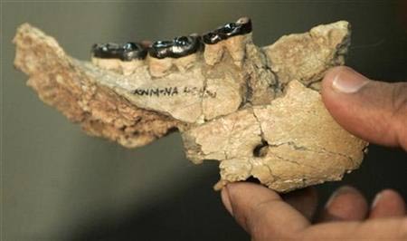 Phát hiện thêm hóa thạch xương hàm 10 triệu tuổi tại Kenya